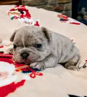 Fatty Mcfatpants, a male Boston Terrier and French Bulldog for sale in Stewartsville, MO – Photo 6 of 8