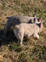 Fatty Mcfatpants, a male Boston Terrier and French Bulldog for sale in Stewartsville, MO – Photo 3 of 8