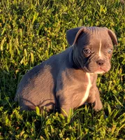 Blue Bell, a female Boston Terrier and French Bulldog for sale in Stewartsville, MO – 4 of 6