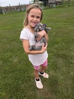 Blue Betty Merle, a female Boston Terrier and French Bulldog for sale in Stewartsville, MO – 7 of 8