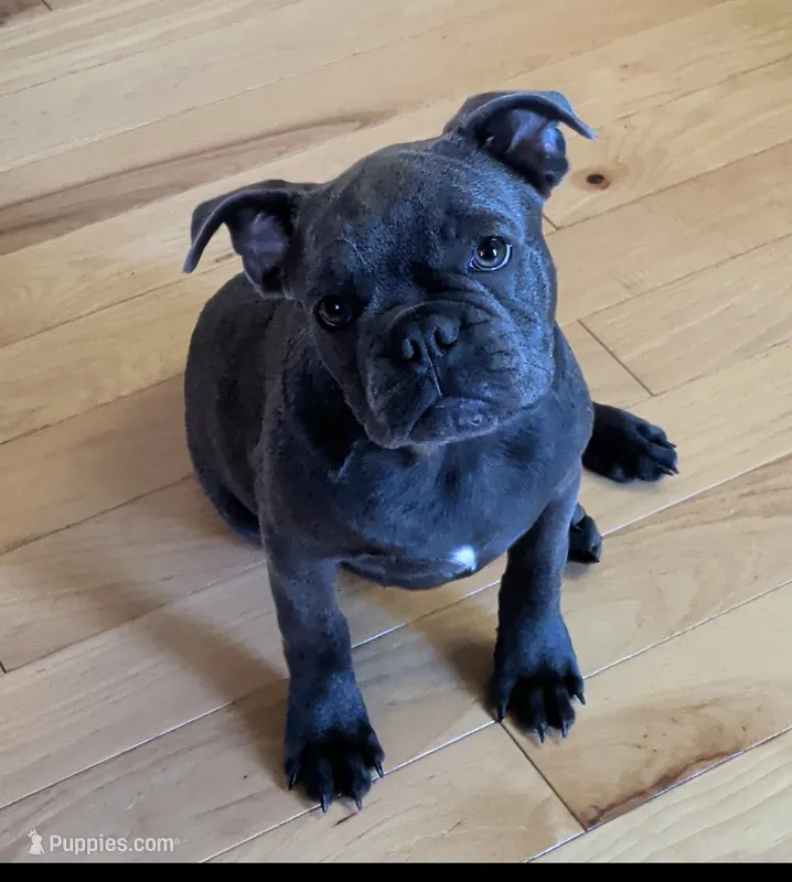 BlueBarry – Boston Terrier, French Bulldog puppy for sale in Stewartsville, MO