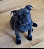 BlueBarry, a male Boston Terrier and French Bulldog for sale in Stewartsville, MO – 1 of 2