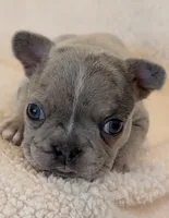 Penelope , a female Boston Terrier and French Bulldog for sale in Stewartsville, MO – 6 of 6