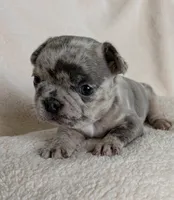 Blue Buddy, a male Boston Terrier and French Bulldog for sale in Stewartsville, MO – 3 of 6