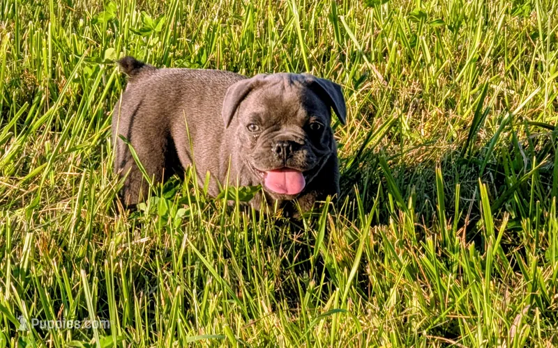 Joe Tibbs, a male Boston Terrier and French Bulldog for sale in Stewartsville, MO – 1 of 6