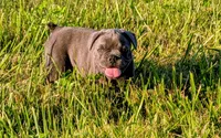 Joe Tibbs, a male Boston Terrier and French Bulldog for sale in Stewartsville, MO – 1 of 6