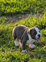 Bruce, a male Boston Terrier and French Bulldog for sale in Stewartsville, MO – 2 of 9