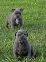 Joe Tibbs, a male Boston Terrier and French Bulldog for sale in Stewartsville, MO – 4 of 6