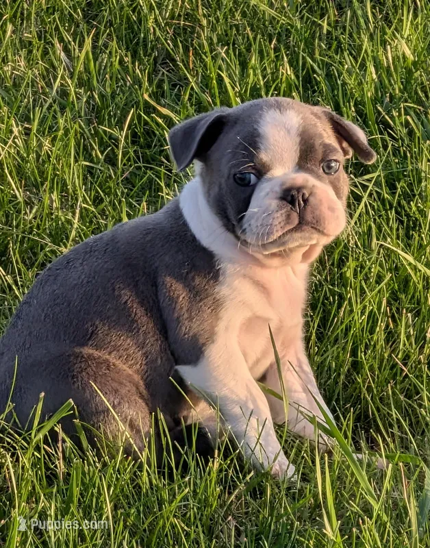 Blue Barry – Boston Terrier, French Bulldog puppy for sale in Stewartsville, MO