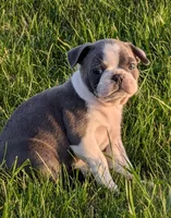 Blue Barry, a male Boston Terrier and French Bulldog for sale in Stewartsville, MO – Photo 1 of 3