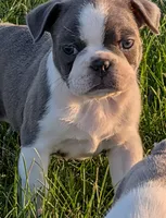 Blue Barry, a male Boston Terrier and French Bulldog for sale in Stewartsville, MO – Photo 2 of 3