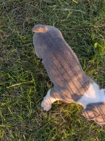 Blue Barry, a male Boston Terrier and French Bulldog for sale in Stewartsville, MO – Photo 3 of 3