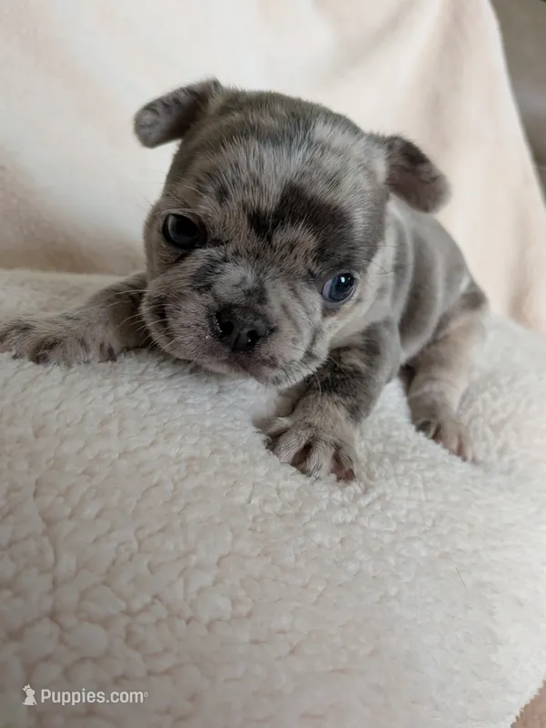 Blue Buddy – Boston Terrier, French Bulldog puppy for sale in Stewartsville, MO
