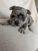Blue Buddy, a male Boston Terrier and French Bulldog for sale in Stewartsville, MO – 1 of 6