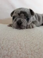 Blue Buddy, a male Boston Terrier and French Bulldog for sale in Stewartsville, MO – 6 of 6