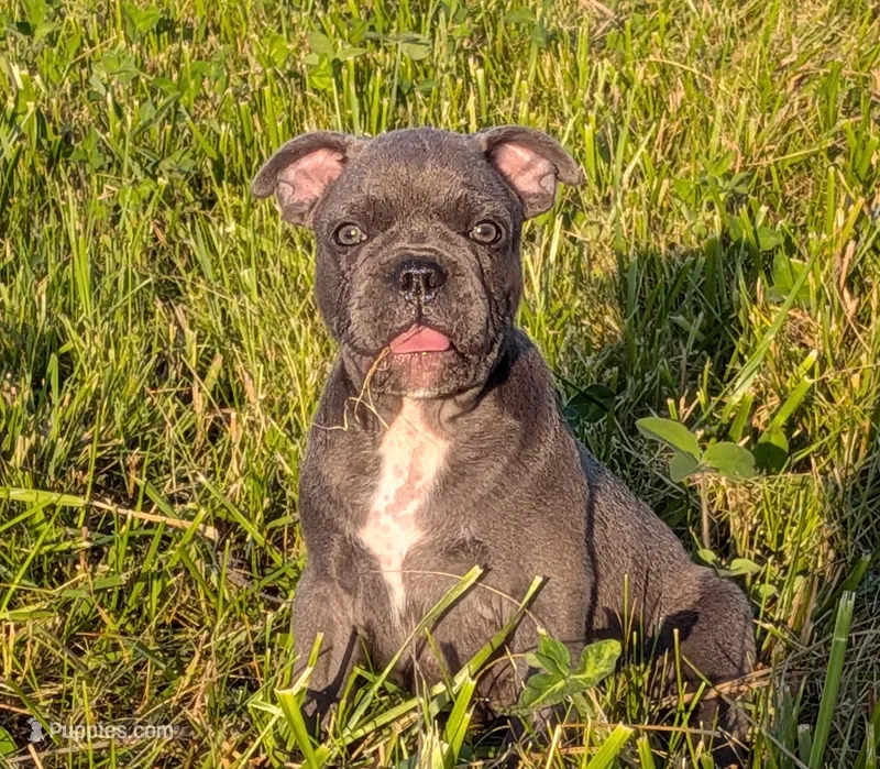 Uncle Buck, a male Boston Terrier and French Bulldog for sale in Stewartsville, MO – 1 of 4
