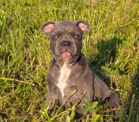 Uncle Buck, a male Boston Terrier and French Bulldog for sale in Stewartsville, MO – 1 of 4
