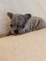 Penelope , a female Boston Terrier and French Bulldog for sale in Stewartsville, MO – 2 of 6