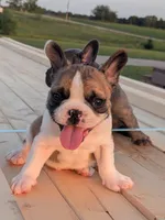 Scoop, a male Boston Terrier and French Bulldog for sale in Stewartsville, MO – 1 of 3