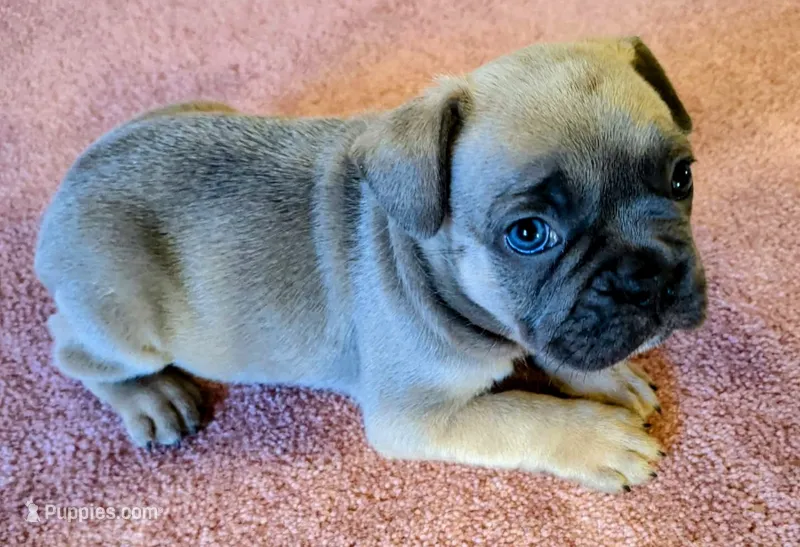 Snickers – Boston Terrier, French Bulldog puppy for sale in Stewartsville, MO