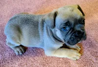 Snickers, a male Boston Terrier and French Bulldog for sale in Stewartsville, MO – 1 of 1