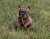 Blue Chanel, a female Boston Terrier and French Bulldog for sale in Stewartsville, MO – 4 of 6
