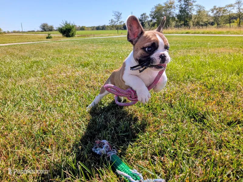 Scoop – Boston Terrier, French Bulldog puppy for sale in Stewartsville, MO