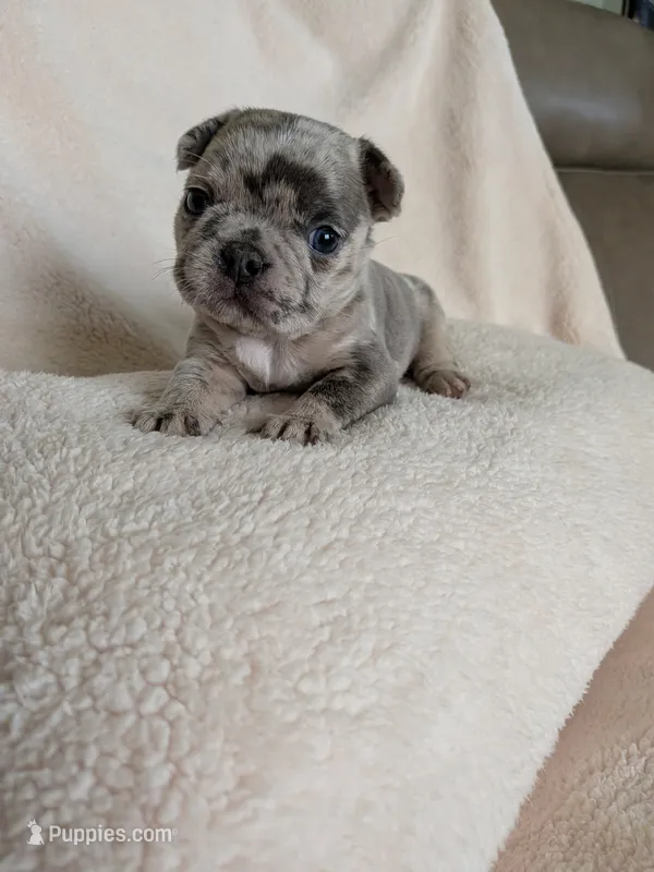 Blue Buddy – Boston Terrier, French Bulldog puppy for sale in Stewartsville, MO