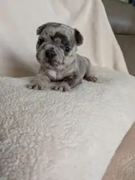 Blue Buddy, a male Boston Terrier and French Bulldog for sale in Stewartsville, MO – 5 of 6