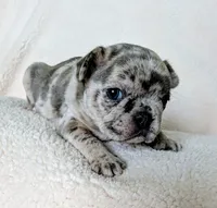 Blue Buddy, a male Boston Terrier and French Bulldog for sale in Stewartsville, MO – 2 of 6