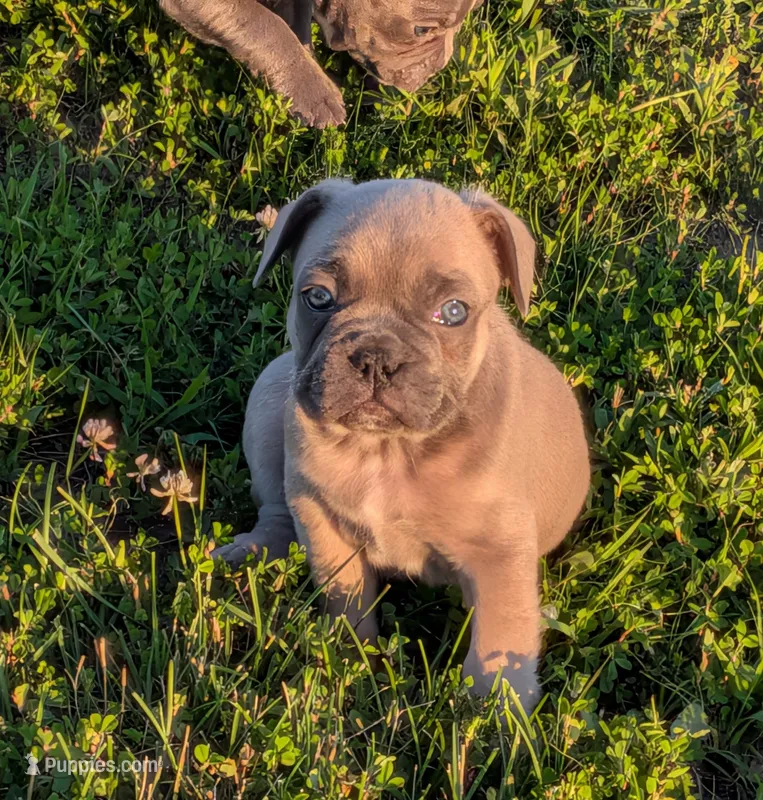 Snickers – Boston Terrier, French Bulldog puppy for sale in Stewartsville, MO
