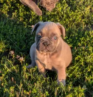 Snickers( Discounted recently), a male Boston Terrier and French Bulldog for sale in Stewartsville, MO – 1 of 6