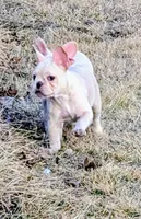  Sugar Pie, a female French Bulldog for sale in Stewartsville, MO – Photo 3 of 6