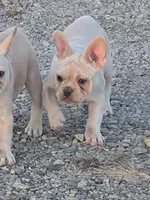  Sugar Pie, a female French Bulldog for sale in Stewartsville, MO – Photo 6 of 6