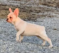  Sugar Pie, a female French Bulldog for sale in Stewartsville, MO – Photo 4 of 6