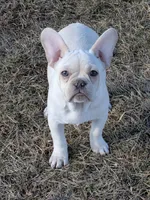  Sugar Pie, a female French Bulldog for sale in Stewartsville, MO – Photo 1 of 6
