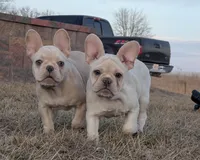  Sugar Pie, a female French Bulldog for sale in Stewartsville, MO – Photo 5 of 6