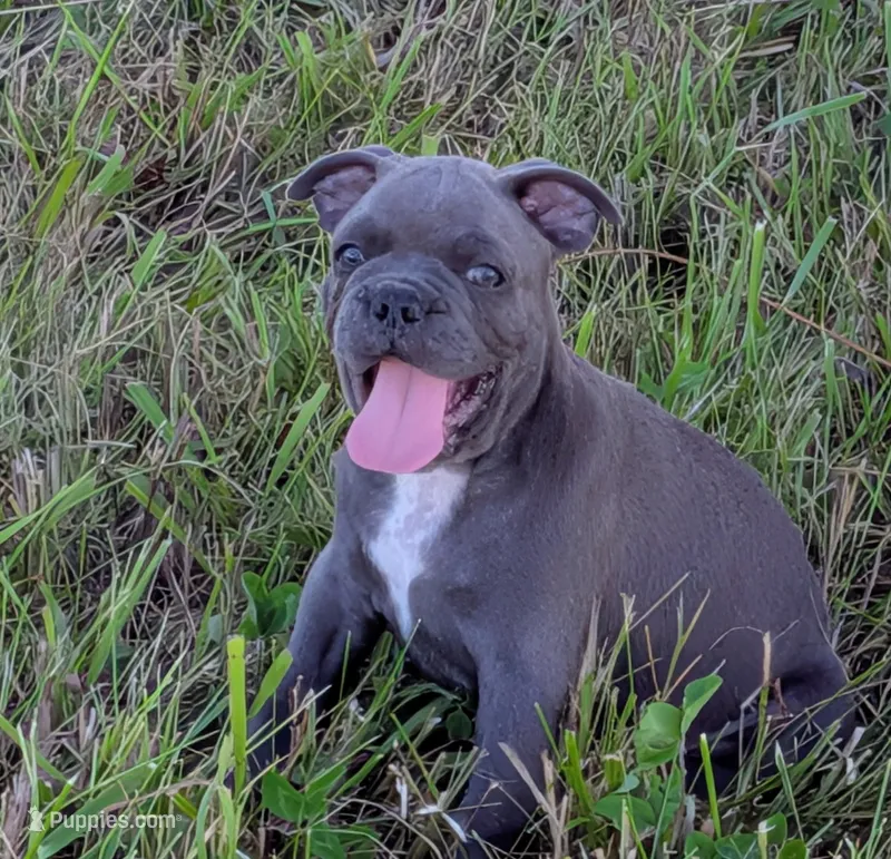 Uncle Buck – Boston Terrier, French Bulldog puppy for sale in Stewartsville, MO