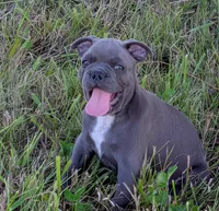 Uncle Buck, a male Boston Terrier and French Bulldog for sale in Stewartsville, MO – 1 of 10