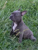 Uncle Buck, a male Boston Terrier and French Bulldog for sale in Stewartsville, MO – 10 of 10