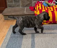 Bindi , a female Bullmastiff for sale in Stewartsville, MO – 4 of 8