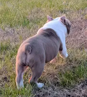 Chewee, a male Boston Terrier for sale in Stewartsville, MO – Photo 5 of 7