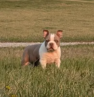 Chewee, a male Boston Terrier for sale in Stewartsville, MO – Photo 3 of 7