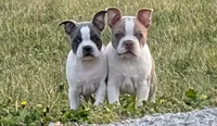 Chewee, a male Boston Terrier for sale in Stewartsville, MO – Photo 2 of 7