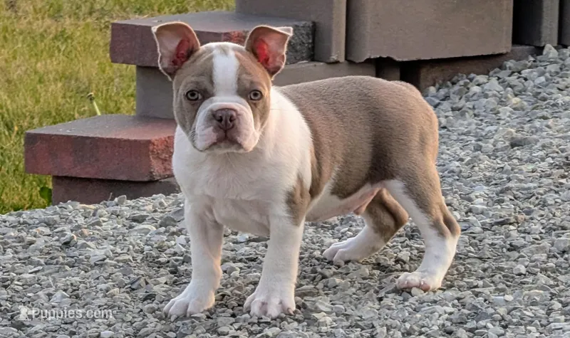 Chewee – Boston Terrier puppy for sale in Stewartsville, MO