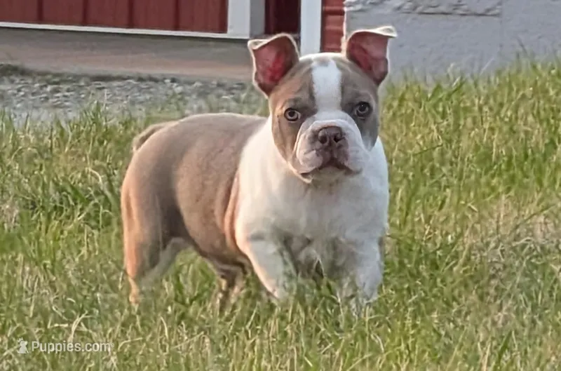 Chewee – Boston Terrier puppy for sale in Stewartsville, MO