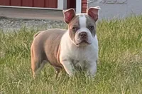 Chewee, a male Boston Terrier for sale in Stewartsville, MO – Photo 4 of 7