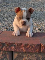 Chewee, a male Boston Terrier for sale in Stewartsville, MO – Photo 7 of 7