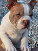 Chewee, a male Boston Terrier for sale in Stewartsville, MO – Photo 6 of 7