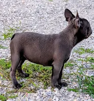 Uncle Buck, a male Boston Terrier and French Bulldog for sale in Stewartsville, MO – 8 of 10